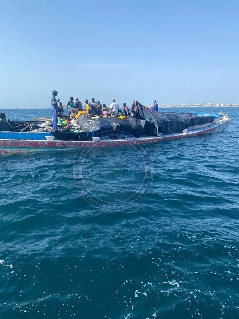 Saisie contrebande poulet Sénégal : 25 millions interceptés