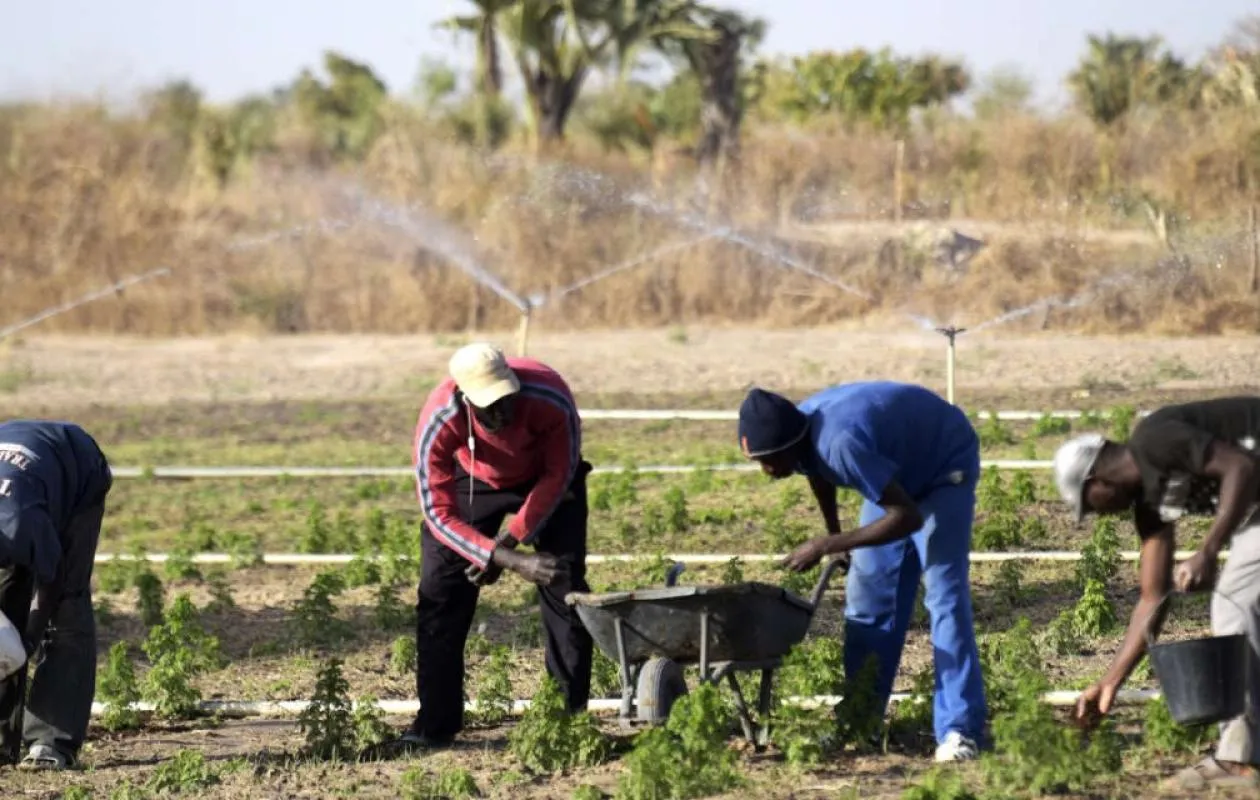 Engrais organiques au Sénégal : un levier de souveraineté